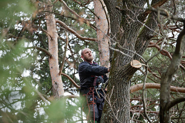 Leaf Removal in West Pasco, WA